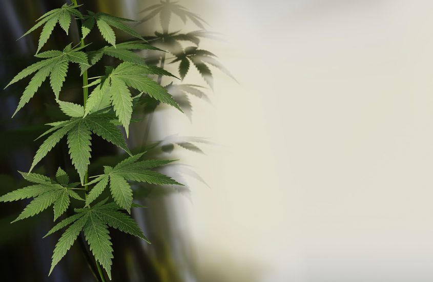 Gebruik je groene vingers op een bijzondere manier